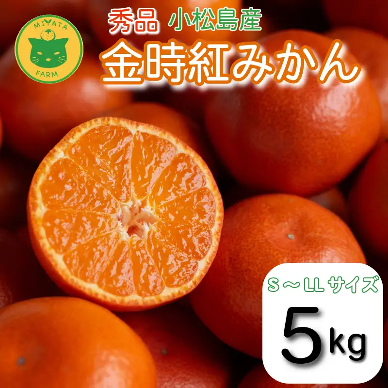 【2026年12月順次発送】　金時紅みかん 5kg みかん 甘い 紅 みかん 柑橘 蜜柑