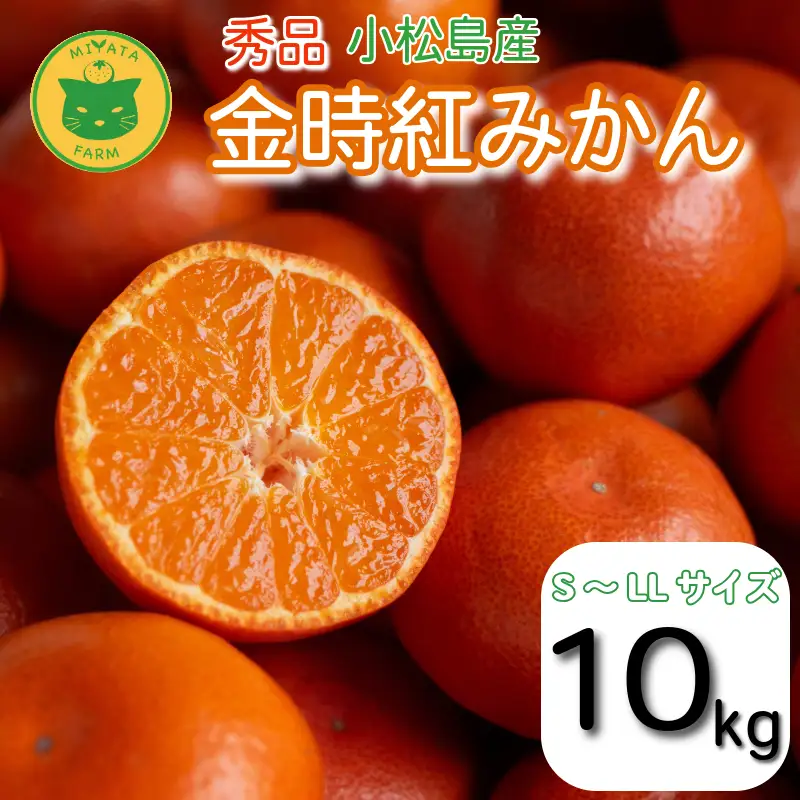 【2026年12月順次発送】　金時紅みかん 10kg みかん 甘い 紅 みかん 柑橘 蜜柑