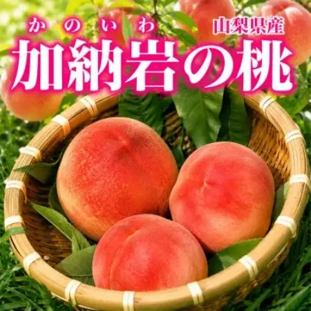 【山梨県山梨市産】加納岩の桃 旬のおまかせ 1kg(3玉)贈答用 ～世界農業遺産地域からお届け～【配送不可地域：離島・沖縄県】【1739290】
