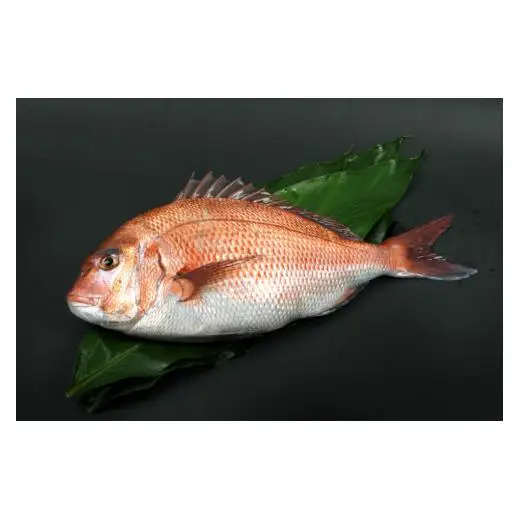 N276　紀州梅まだい２尾（鮮魚）