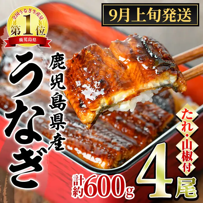 【0204348a-2609】＜9月上旬発送予定＞東串良町のうなぎ蒲焼(無頭)(4尾・計約600g・タレ、山椒付) うなぎ 高級 ウナギ 鰻 国産 蒲焼 蒲焼き たれ 鹿児島 ふるさと 人気 【アクアおおすみ】
