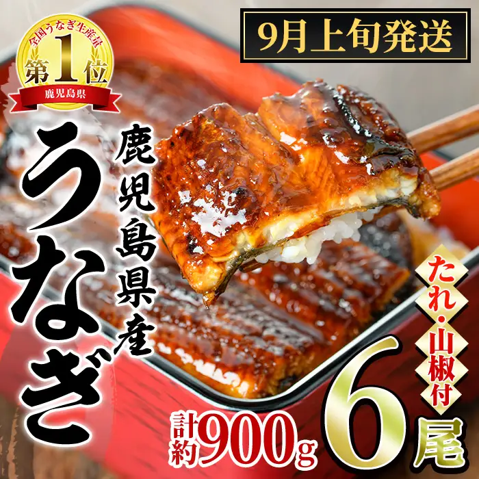 【0304349a-2609】＜9月上旬発送予定＞東串良町のうなぎ蒲焼(無頭)(6尾・計約900g・タレ、山椒付) うなぎ 高級 ウナギ 鰻 国産 蒲焼 蒲焼き たれ 鹿児島 ふるさと 人気 【アクアおおすみ】