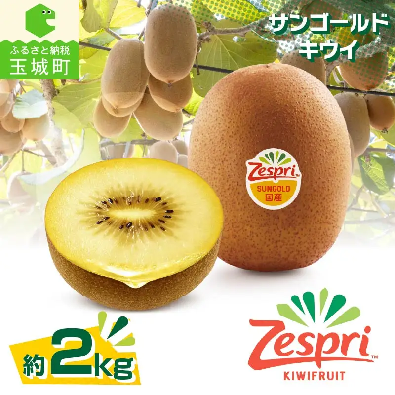 【先行予約】2026年度発送 三重県玉城町産 ゼスプリ サンゴールドキウイ 約2kg