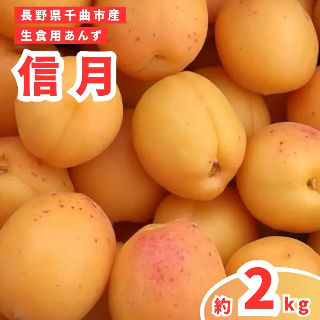 信月 あんず 約2kg | あんず 信月 杏子 アンズ アプリコット 果物 くだもの フルーツ 2kg 2キロ 生食 ジャム シロップ 果実酒 ドライフルーツ お菓子作り に おすすめ 人気 お取り寄せ 産地直送 国産 長野県産 信州 長野 千曲市