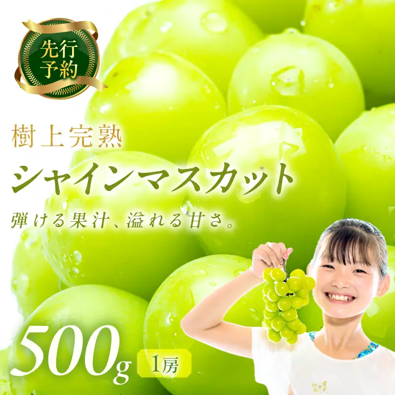 【先行予約】樹上完熟 シャインマスカット 500g（1房）（2026年9月中旬～発送）