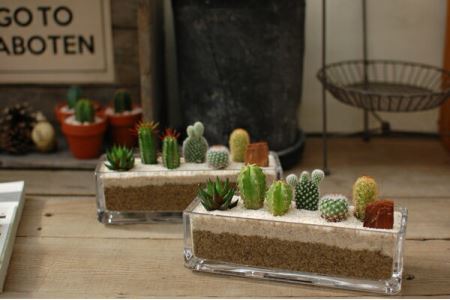 サボテン寄せ植え／ガラスレクト サボテン　多肉　観葉植物　お世話が簡単　インテリア　おしゃれ　ギフト　グリーン　農家直送　かわいい　おしゃれ　緑　アレンジメント