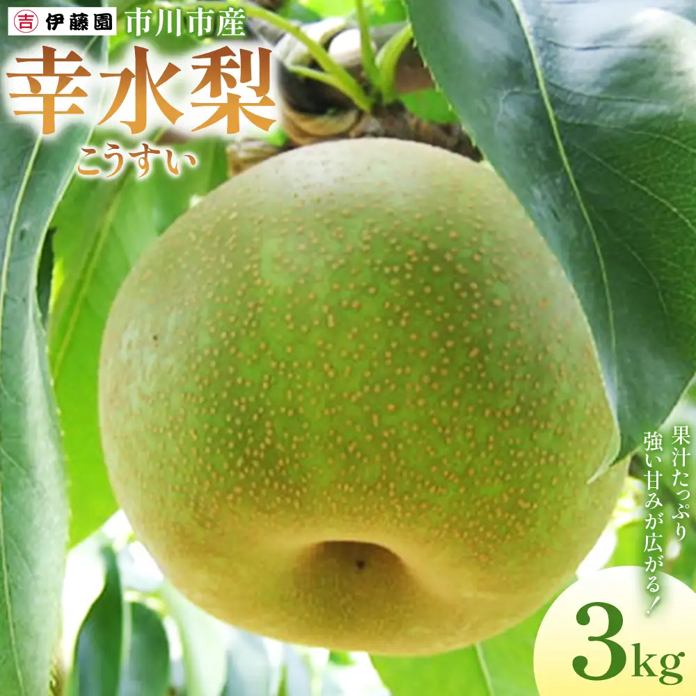 市川の梨　幸水　3kg　【12203-0456】 なし ナシ 市川のなし 果物 くだもの フルーツ 市川市 梨の伊藤園
