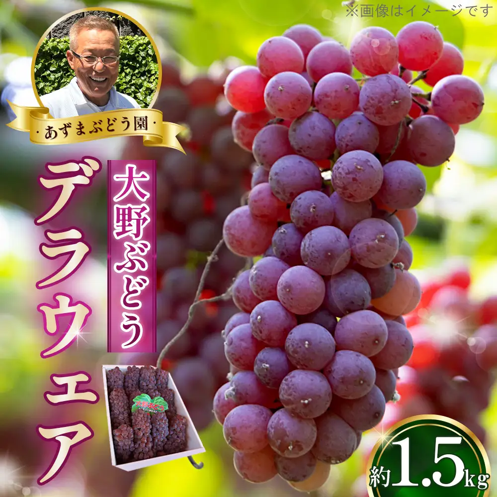 デラウェア 1.5kg【あずまぶどう園】 ／ 産地直送 ぶどう デラウェア フルーツ 旬 大野ぶどう 芳醇な香り とろける甘さ 高糖度 糖度23～24 国産フルーツ お取り寄せ 送料無料 No.374