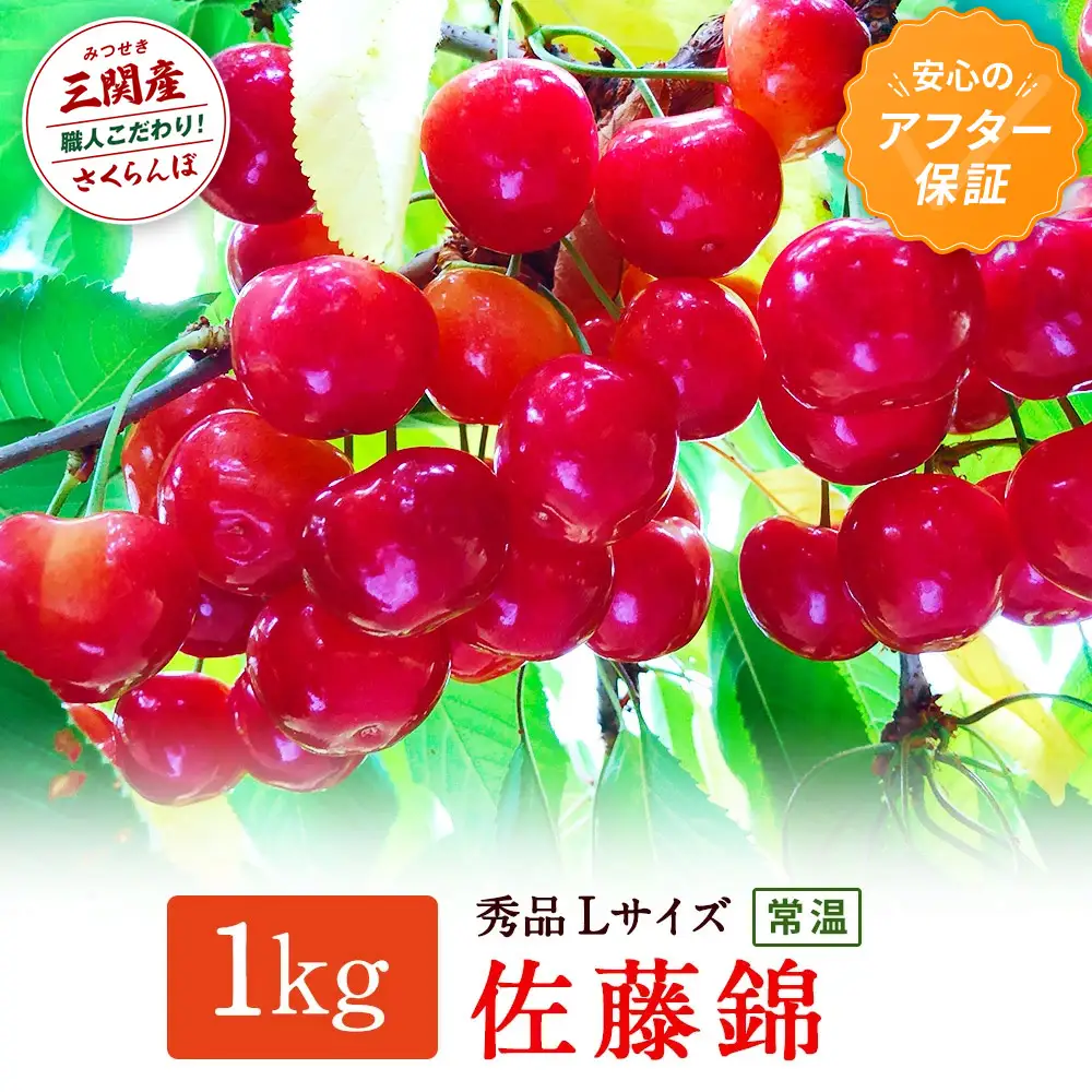 ＼朝採れ 産地直送／ R8年度産 佐藤錦 秀L 1kg 市場価値の高い 三関産 さくらんぼ こだわりの【常温】でお届け 訳あり 送料無料 フルーツ 果物 お取り寄せ 秋田 湯沢市 期間限定 サクランボ 数量限定【奥山果樹園】[H1-7801]