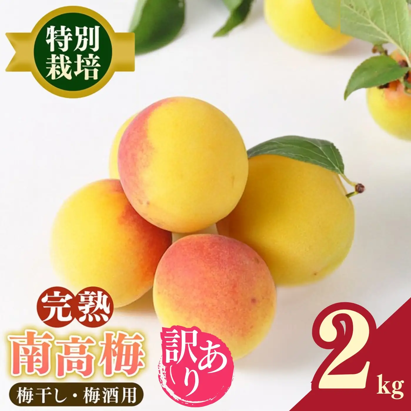 【堀内果実園】【訳あり】特別栽培・大切に育てた完熟南高梅（2kg） | 果実 旬 奈良県 五條市