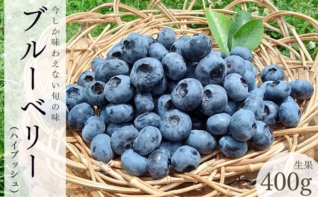 ブルーベリー（ハイブッシュ） 生果 400g | ブルーベリー 栃木県 茂木町