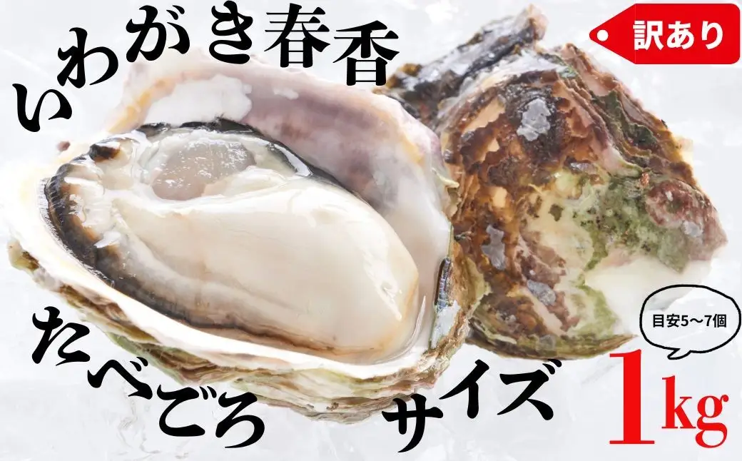 【ブランドいわがき春香】【訳あり】食べごろサイズ 1kgセット 春香 牡蠣 牡蛎 いわがき 岩牡蠣 殻付き 海鮮 新鮮クリーミーな高級岩牡蠣 冷凍 生食 牡蠣ナイフ 説明書付き