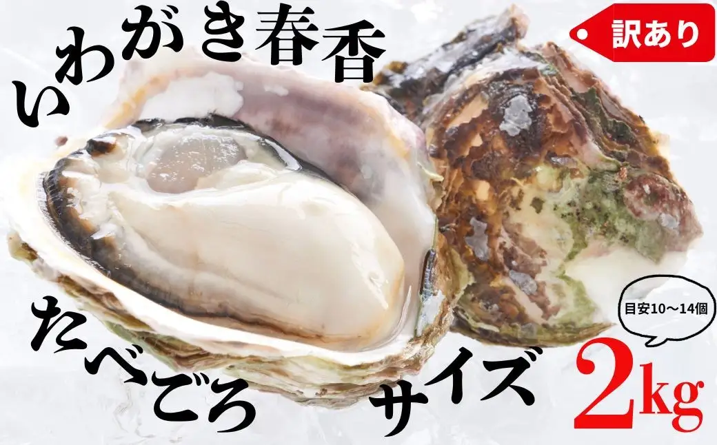 【ブランドいわがき春香】【訳あり】食べごろサイズ 2kgセット 春香 牡蠣 牡蛎 いわがき 岩牡蠣 殻付き 海鮮 新鮮クリーミーな高級岩牡蠣 冷凍 生食 牡蠣ナイフ 説明書付き