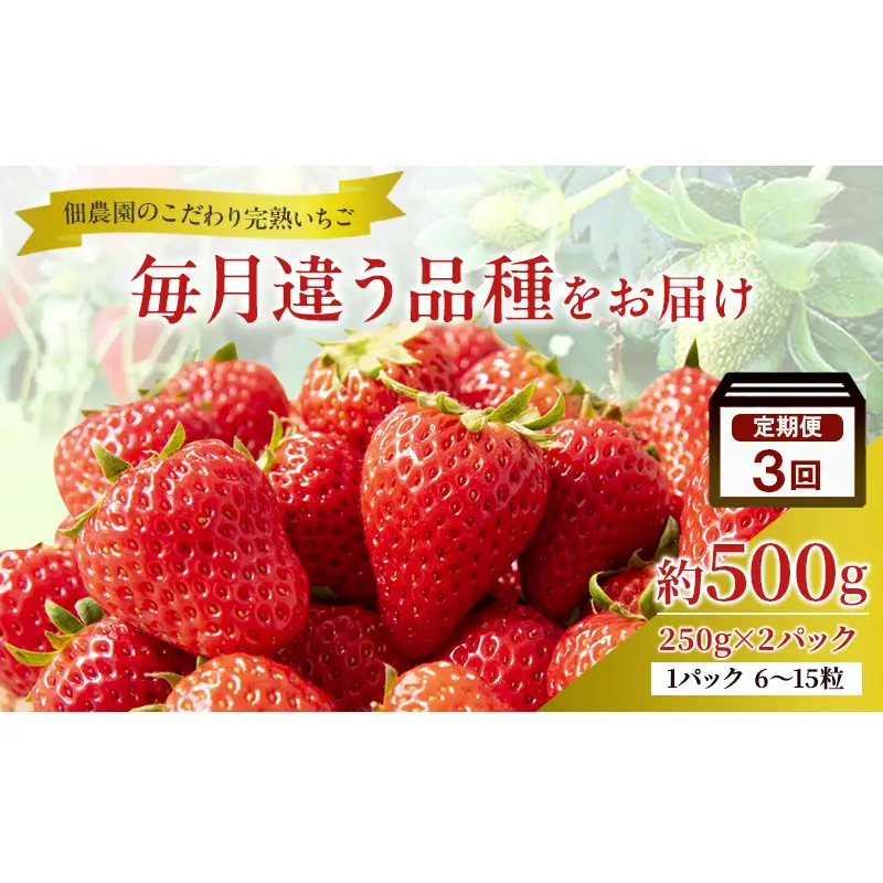 先行予約 【3回定期】毎月違う品種をお届け！奈良 いちご あすかルビー 古都華 奈乃華 ブランド イチゴ フルーツ ことか なのか 定期便　250g×2パック 3回 奈良県 大和郡山市