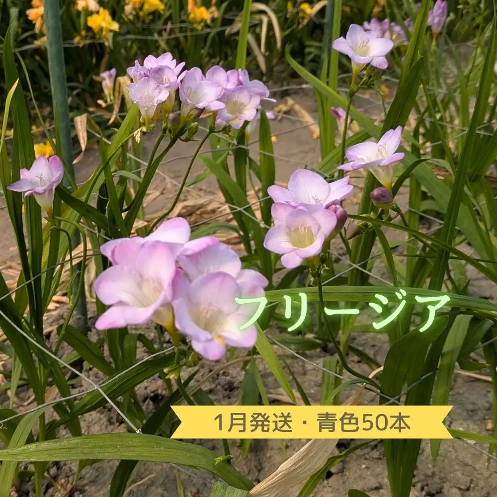 1月発送：優しい香り【フリージア】青色　50本