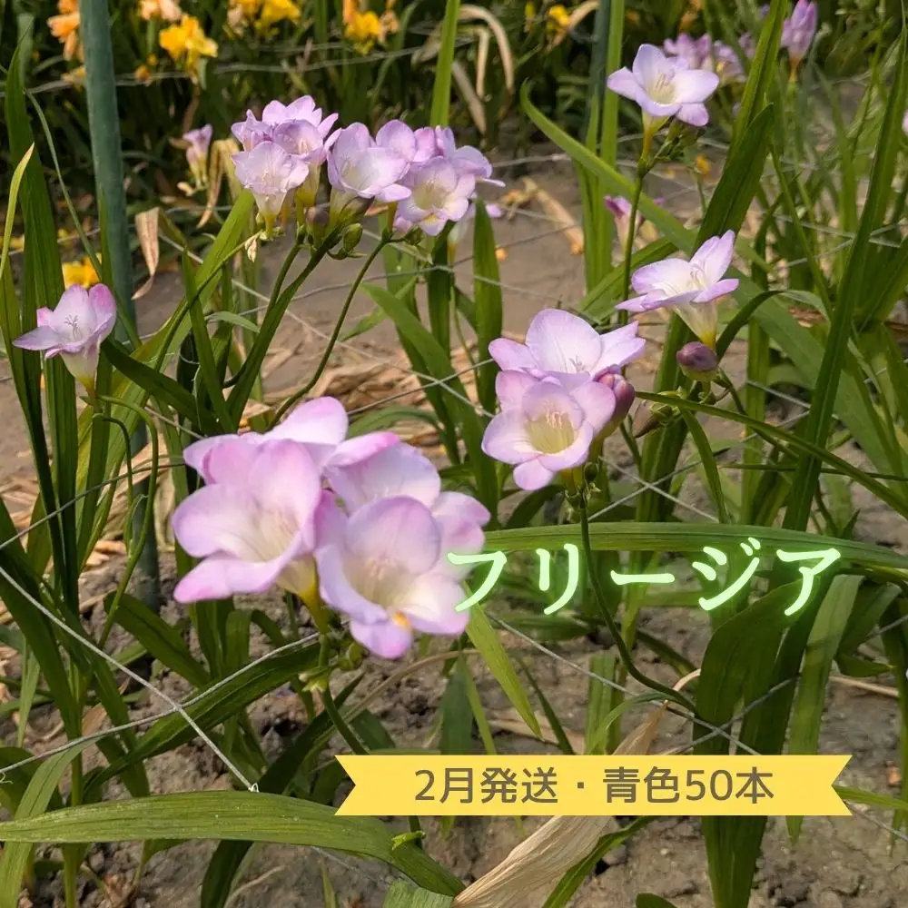 2月発送：優しい香り【フリージア】青色　50本