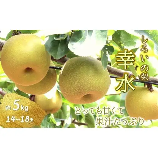 【2026年夏収穫分】幸水 5kg 14～18玉 しろいの梨 予約受付 ジューシー 甘い 美味しい おすすめ 甘い梨 フルーツ 果物 特産品 千葉県産