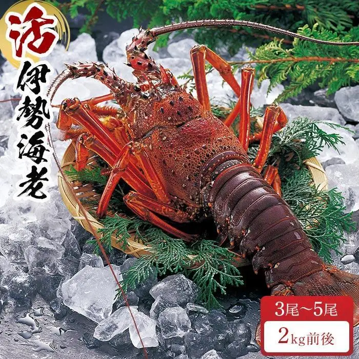 活 伊勢海老 3尾～5尾 セット  合計 約2kg 産地直送