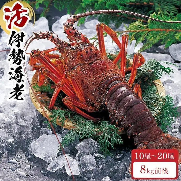 活 伊勢海老 10尾 ～ 20尾 セット 合計 約8kg 産地直送