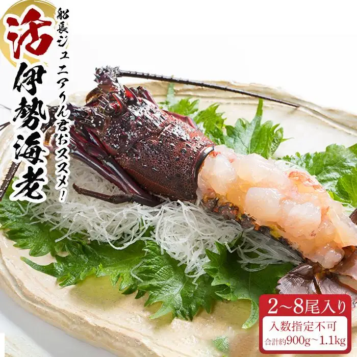 活 伊勢海老 2尾 ～ 8尾 合計 約 900g ～ 1.1kg セット 産地直送 船長ジュニア りん君おススメ