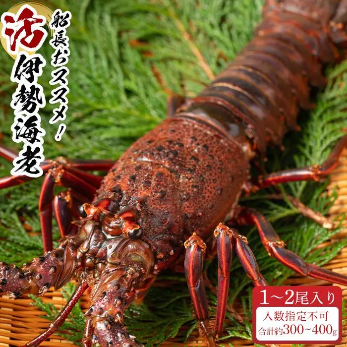 活 伊勢海老 1尾 ～ 2尾 入り 合計 約300g ～ 400g セット 産地直送 船長 おすすめ