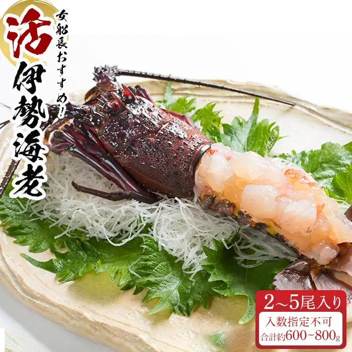 活 伊勢海老 2尾 ～ 5尾 合計 約 600g ～ 800g セット 産地直送 女船長  おすすめ