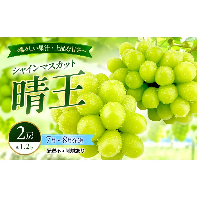 ぶどう 2026年 先行予約 シャインマスカット 晴王 2房 約1.2kg 7月～8月発送 岡山県産 種無し 皮ごと食べる みずみずしい 甘い 温室栽培 晴れの国 おかやま 果物大国 満天フルーツ