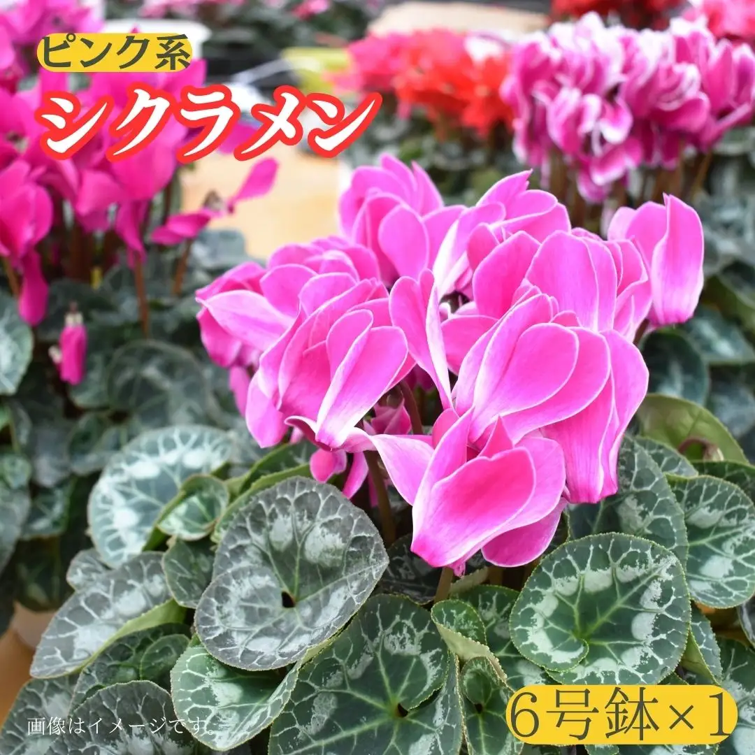 【シクラメン】6号鉢×１（ピンク系）