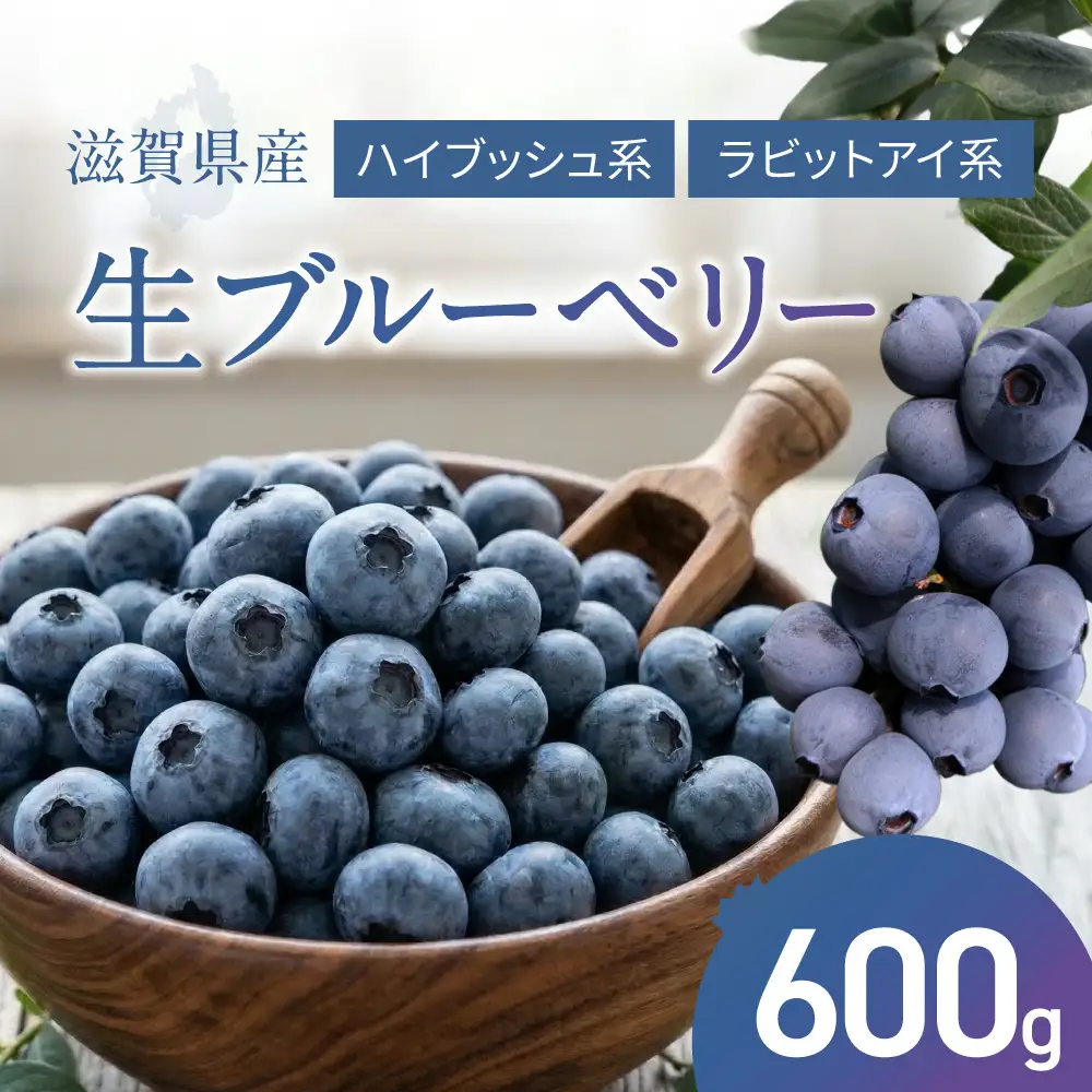 【期間限定】《2026年8月上旬まで》ブルーベリー 600g コバヤシ化成 滋賀県 東近江市 A-B53 ブルーベリー 国産 新鮮 生 予約 冷蔵 フルーツ 果物 完熟 産地直送 滋賀
