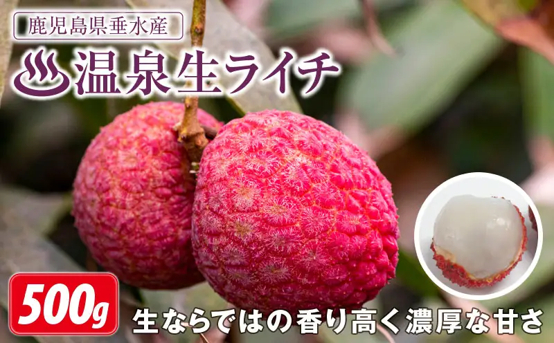 A1-22565／【 期間限定 】生ライチ500g 温泉水で育てた希少な国産ライチ！