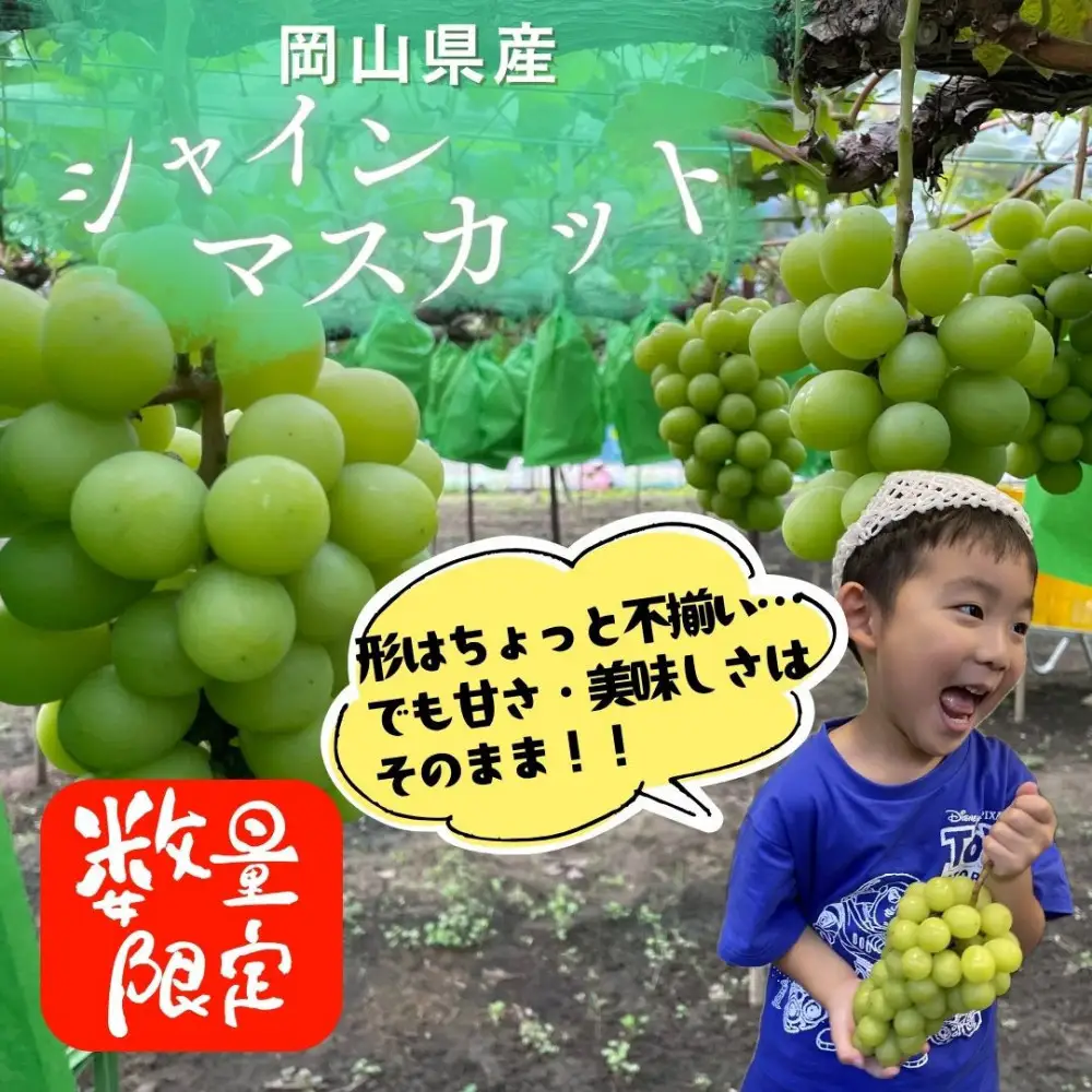 ご家庭用「1.8キロ以上」岡山県産シャインマスカット