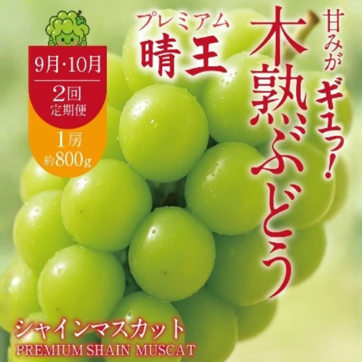 【2回定期便】木熟ぶどう ハレノシャイン シャインマスカット プレミアム 晴王 １房( 800g以上)2回お届け | シャインマスカット 晴王 ハレノシャイン 木熟ぶどう プレミアム 800g以上 1房 岡山県産 ぶどう 葡萄 大房 高糖度 甘い 種なし 皮ごと食べられる フルーツ 果物 人気 産地直送