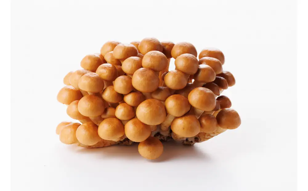 プロが厳選！オーガニックきのこ5種盛り（1.5ｋｇ）