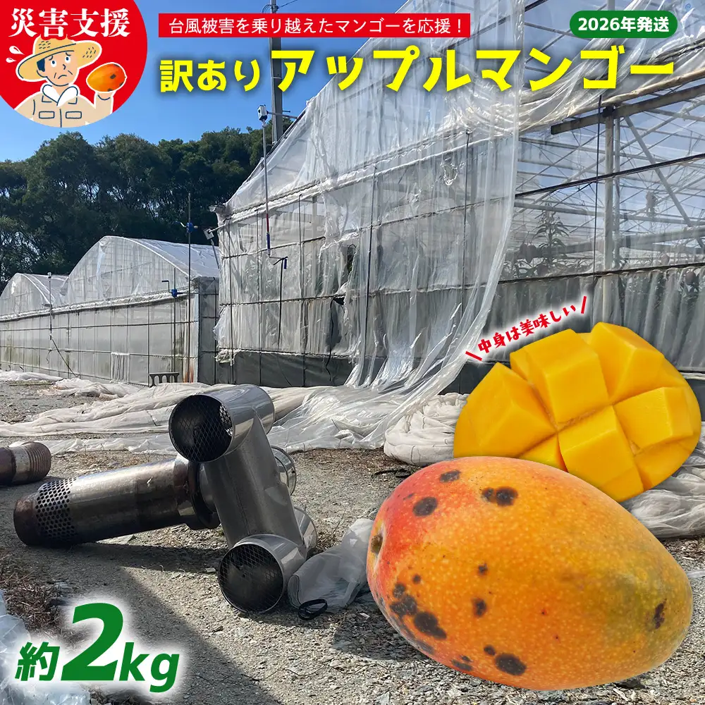 【災害支援】訳あり アップルマンゴー約2kg（3～5玉）【2026年発送】 家庭用 台風 沖縄 甘味 糖度 濃厚 美味しい 被害 おいしい お得 とろける甘さ 香り アーウィン 果汁 コスパ 箱入り 手頃 普段使い 自分用 ご褒美