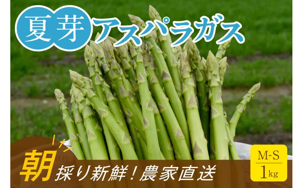 【2026年6月頃発送】【朝採り】夏芽アスパラガス 1kg（M-Sサイズ）福岡県産 2026年