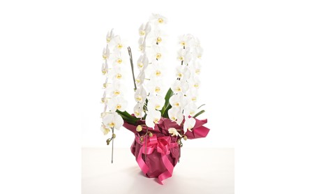 花 胡蝶蘭 3本立 花 