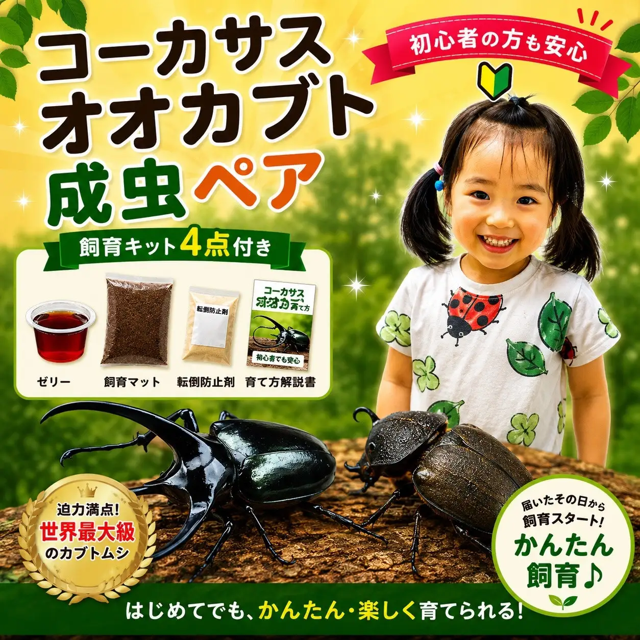 【虹色Farm】コーカサスオオカブト 成虫ペア ～初心者の方も安心！飼育キット4点付(育て方解説書・転倒防止材・ゼリー・飼育マット)～｜京都 オオカブト 人気