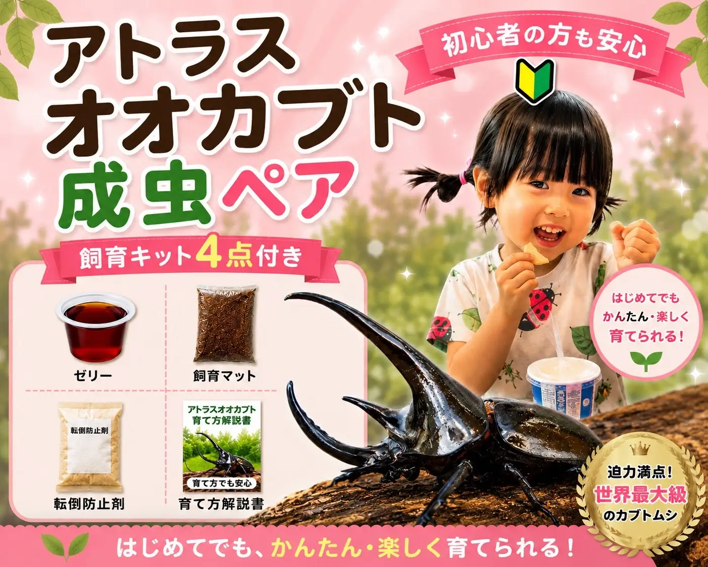 【虹色Farm】アトラスオオカブト 成虫ペア ～初心者の方も安心！飼育キット4点付(育て方解説書・転倒防止材・ゼリー・飼育マット)～｜京都 オオカブト 人気