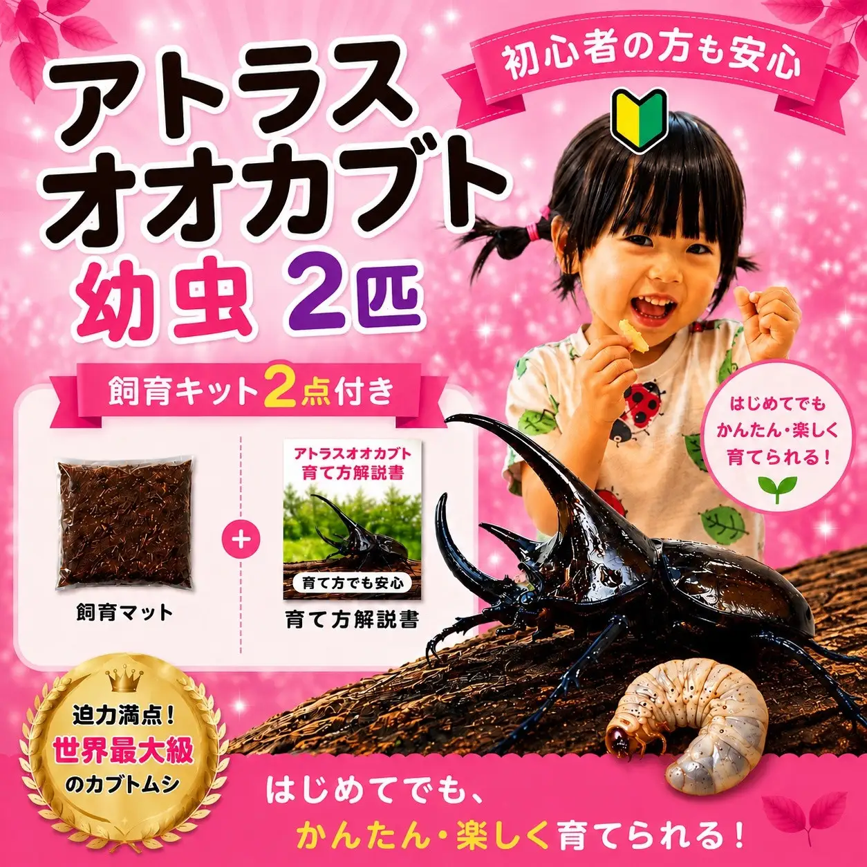 【虹色Farm】アトラスオオカブト 幼虫2匹(ペア) ～初心者の方も安心！飼育キット２点付(育て方解説書・飼育マット)｜京都 オオカブト 人気