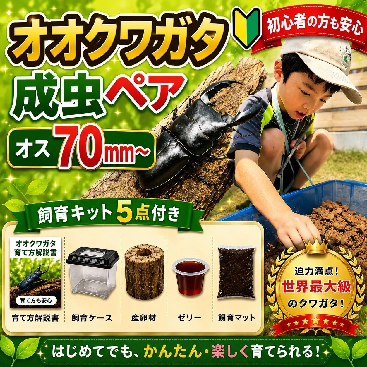 【虹色Farm】オオクワガタ 成虫ペア(オス70ｍｍ～)～初心者の方も安心！飼育キット５点付(育て方解説書・飼育ケース・産卵木・ゼリー・飼育マット)～｜京都 クワガタ 人気