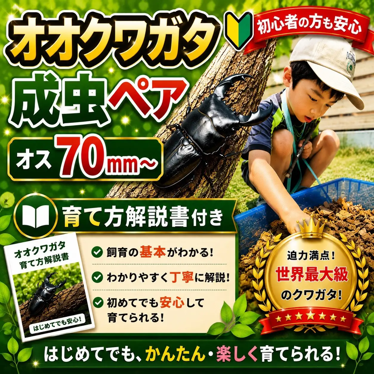 【虹色Farm】オオクワガタ 成虫ペア(オス70ｍｍ～)～初心者の方も安心！育て方解説書付き～｜京都 クワガタ 人気