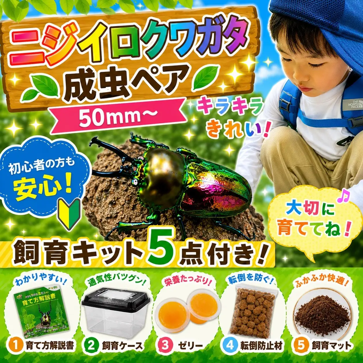 【虹色Farm】ニジイロクワガタ 成虫ペア(50ｍｍ～) ～初心者の方も安心！飼育キット５点付(育て方解説書・飼育ケース・ゼリー・転倒防止材・飼育マット)～｜京都 クワガタ 人気