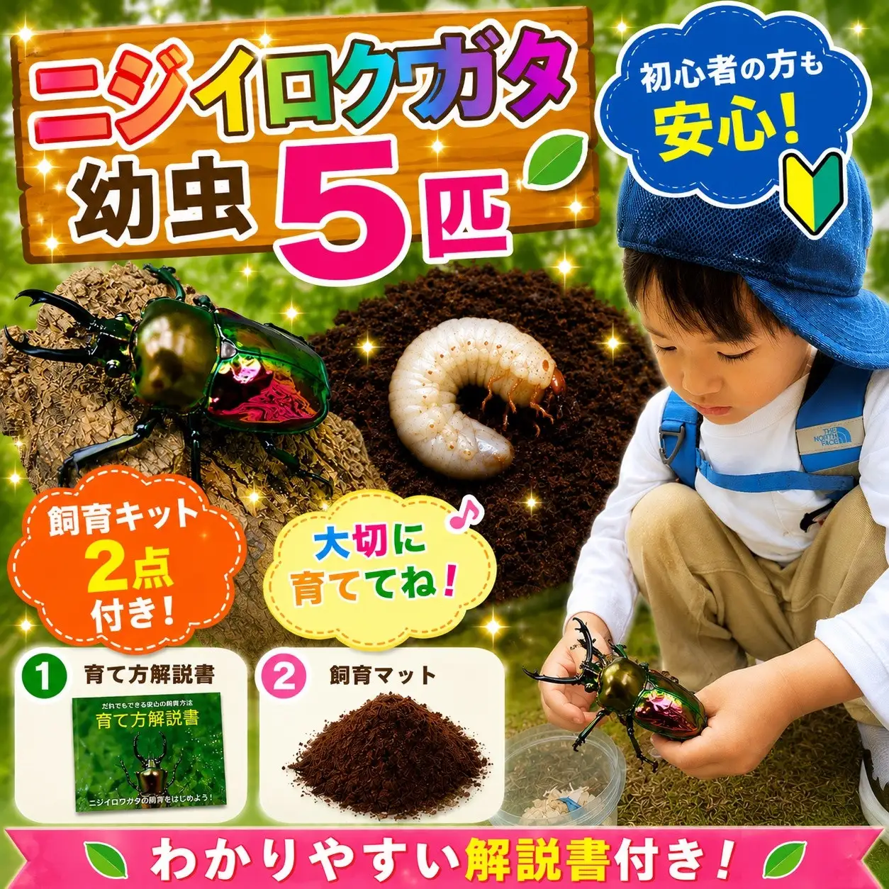 【虹色Farm】ニジイロクワガタ 幼虫５匹 ～初心者の方も安心！飼育キット２点付(育て方解説書・飼育マット)｜京都 クワガタ 人気