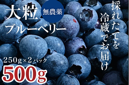 完熟ブルーベリー詰め合わせ（250g×2）011SW01N./フルーツ 新鮮 国産 農薬不使用 無農薬 果物 農作物 フルーツ お取り寄せ グルメ