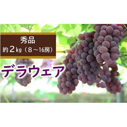 【令和8年産先行予約】 デラウェア 約2kg (8～16房 秀) 《令和8年7月下旬～8月下旬発送》 『カネタ高橋青果』 ぶどう ブドウ 葡萄 デラウエア 山形県 南陽市 [2676]