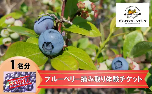 【現地で体験】陸前高田市でブルーベリー摘み取り体験 大人1名様分