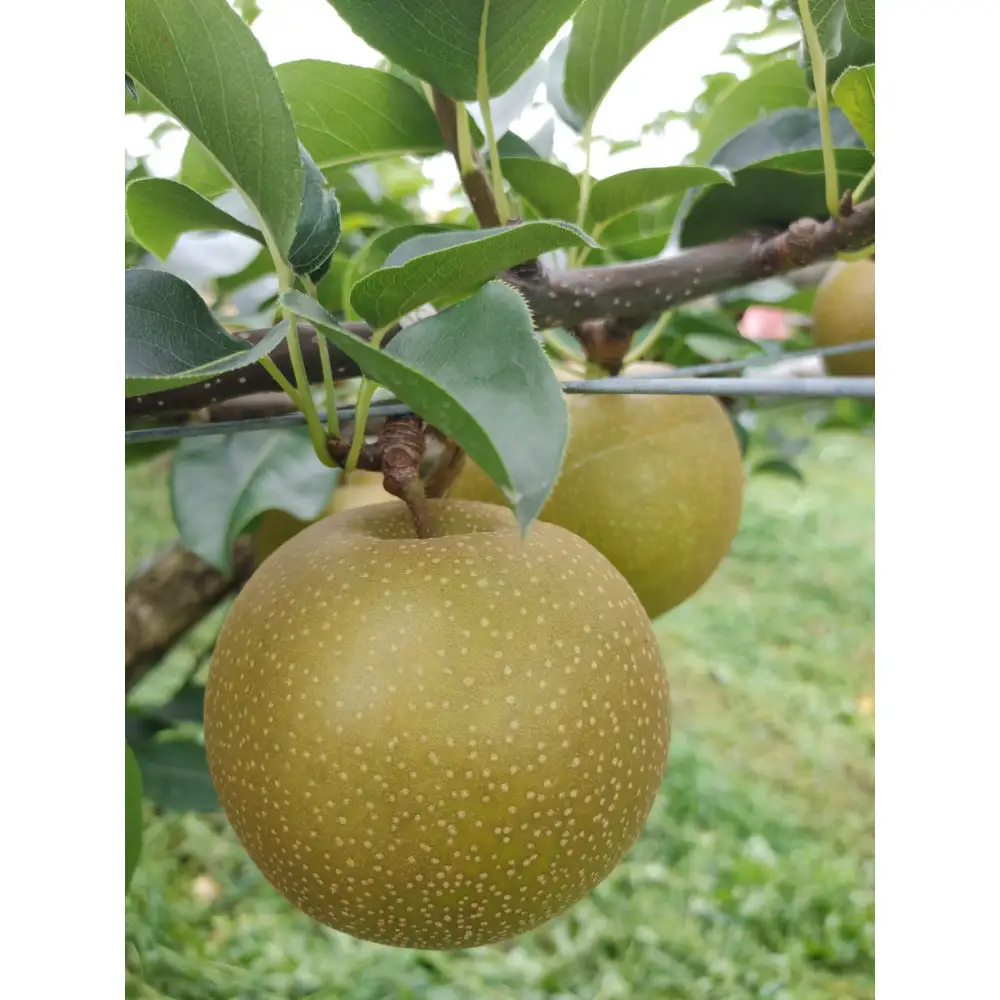 【2026年8月下旬より発送】三ツ田農園 新甘泉 (青秀)自家用3kg