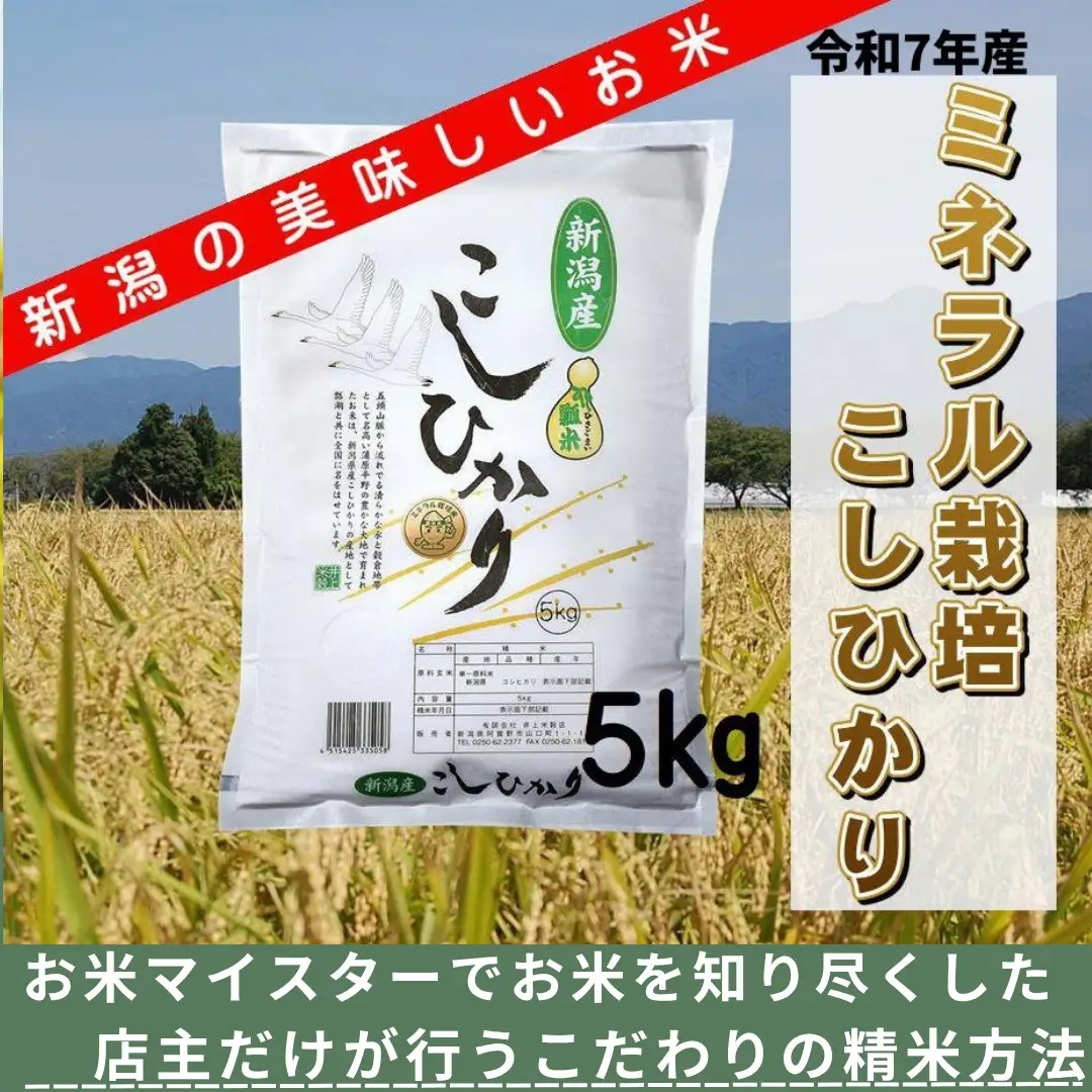 【令和7年産】ミネラル栽培こしひかり 5kg 白米 精米 井上米穀店  新潟県 米 こめ コメ 1I01016