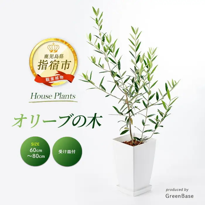 2026年3月上旬～発送【観葉植物】オリーブの木 60cm～80cm Green Base IB003-017 観葉植物 ※北海道・沖縄・離島配送不可