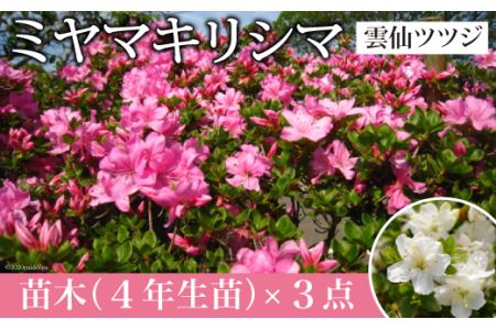 ミヤマキリシマ（雲仙ツツジ）苗木 ×3点 / ミヤマガーデン / 長崎県 雲仙市[item1057]